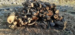 Toroslarda ardıç katliamı!