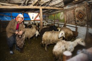Yörük ailenin 120 hayvanını kardan kurtarıldı