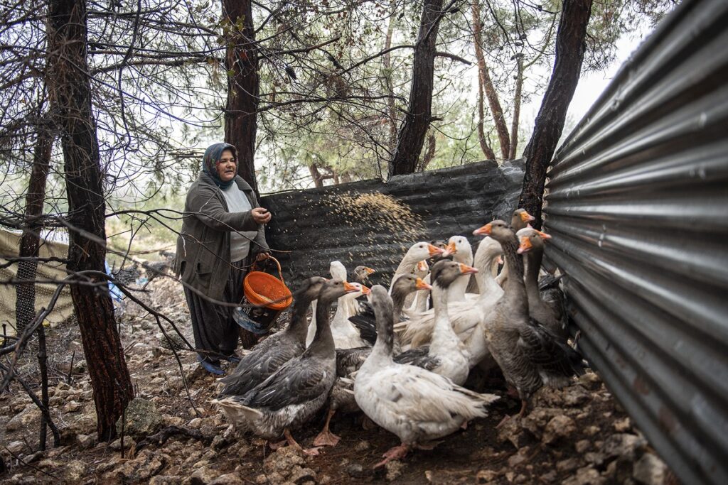 Kaz üreticileri umutlu