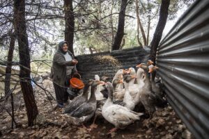 Kaz üreticileri umutlu