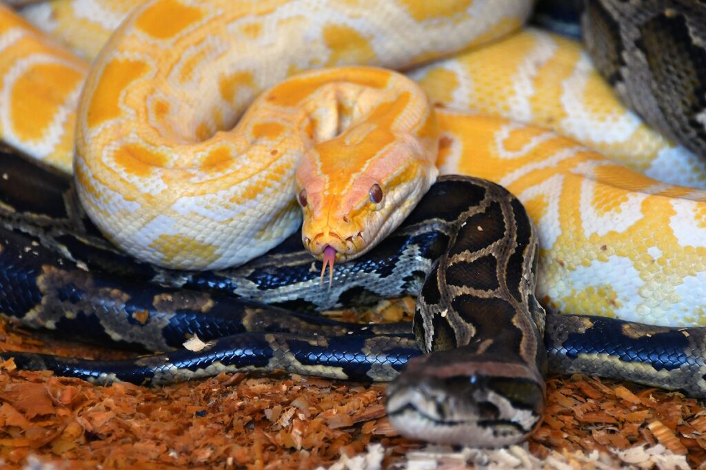 Tarsus Doğa Parkının yeni sakinleri